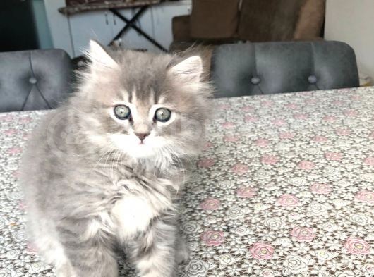 2 Aylık British Longhair Yavrularıma Ömürlük Yuva görsel