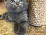 Scottish Fold ve British Yavrularım Son 3