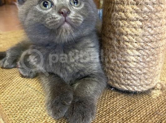 Scottish Fold Ve British Yavrularım Son 3