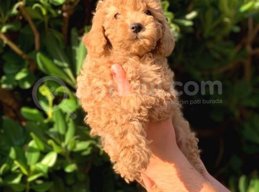 2 Aylık Erkek Ve Dişi Toy Poodle Yavrularımız görsel