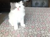 2 Aylık British Longhair Yavrularıma Ömürlük Yuva