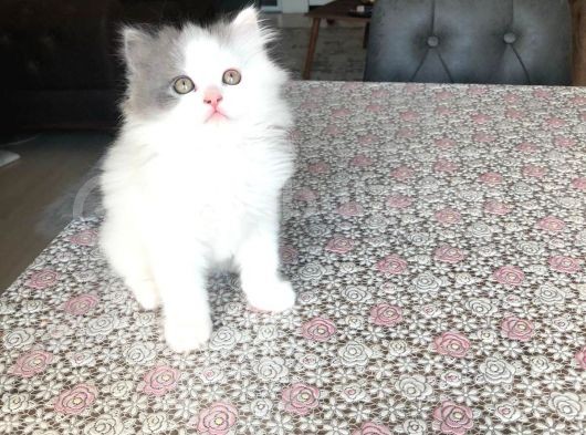 2 Aylık British Longhair Yavrularıma Ömürlük Yuva görsel