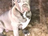 Amerikan Bully Xl 3.5 Aylık Big Zaza Kızı
