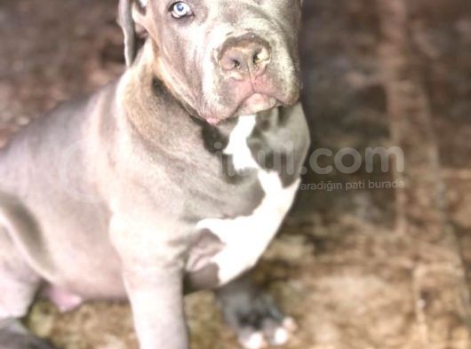 Amerikan Bully Xl 3.5 Aylık Big Zaza Kızı görsel