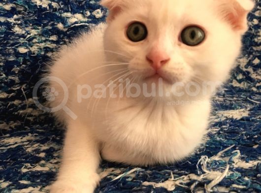 Çok Uyguna Scottısh Fold Beyaz Son 2 Ayrı görsel