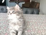 2 Aylık British Longhair Yavrularıma Ömürlük Yuva