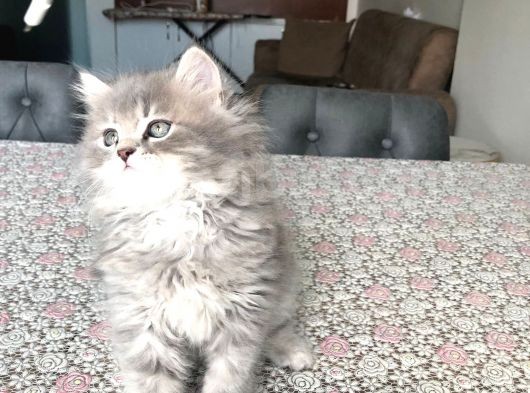 2 Aylık British Longhair Yavrularıma Ömürlük Yuva görsel