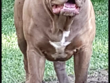 Amerikan Bully Xl 3.5 Aylık Big Zaza Kızı