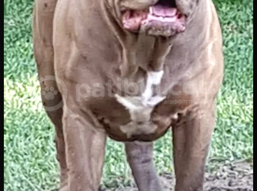 Amerikan Bully Xl 3.5 Aylık Big Zaza Kızı görsel