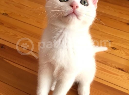 Çok Uyguna Scottısh Fold Beyaz Son 2 Ayrı görsel