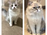 2 Aylık British Longhair Yavrularıma Ömürlük Yuva