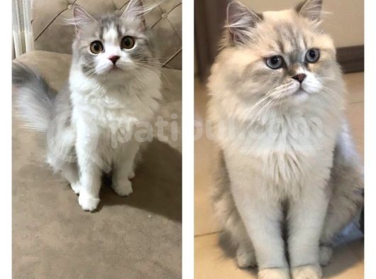 2 Aylık British Longhair Yavrularıma Ömürlük Yuva görsel
