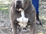 Amerikan Bully Xl 3.5 Aylık Big Zaza Kızı