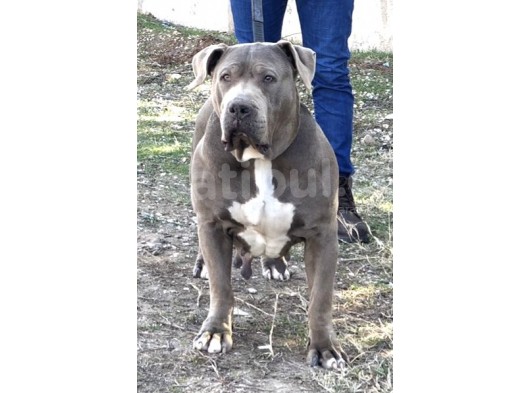 Amerikan Bully Xl 3.5 Aylık Big Zaza Kızı görsel