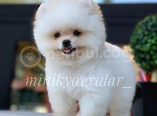 Teacup Ayıcık Pomeranian Yavrularımız görsel