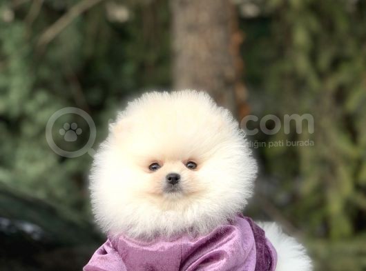 Safkan Teddy Face Pomeranian Yavrularımız görsel