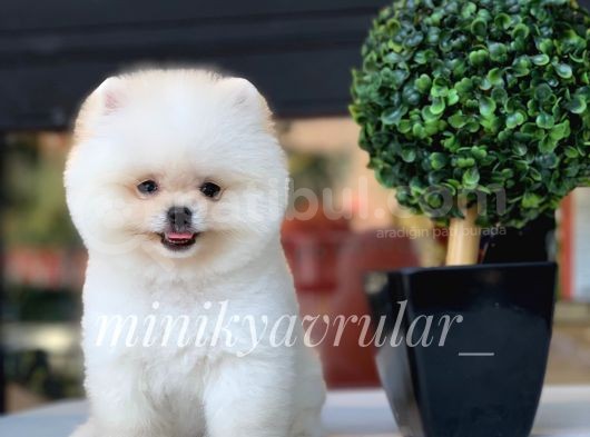 Teacup Ayıcık Pomeranian Yavrularımız
