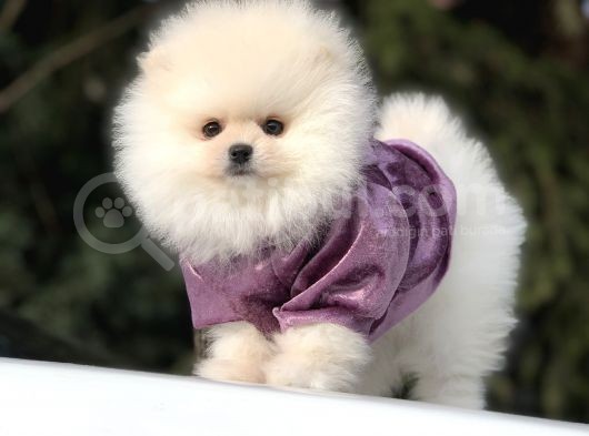 Safkan Teddy Face Pomeranian Yavrularımız