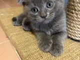 Scottish Fold Ve British Yavrularım Son 3