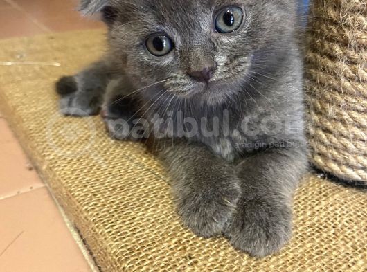Scottish Fold Ve British Yavrularım Son 3 görsel