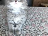 2 Aylık British Longhair Yavrularıma Ömürlük Yuva