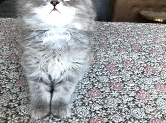 2 Aylık British Longhair Yavrularıma Ömürlük Yuva görsel