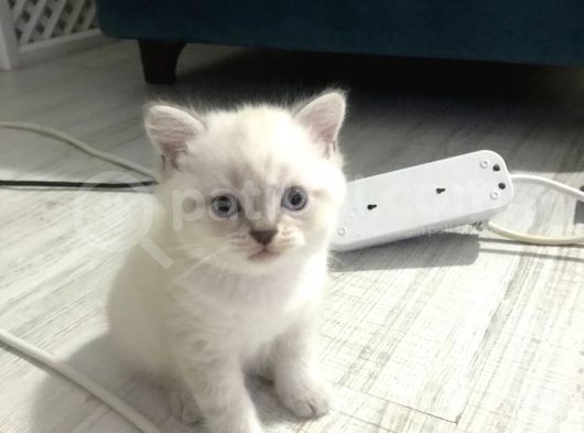 Maviş Oğlumuza Yuva Arıyoruz görsel