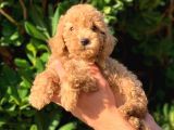 2 Aylık Erkek ve Dişi Toy Poodle Yavrularımız
