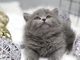 Tosuncuk Yakışıklı Yuvasını Arıyor