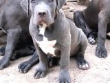 Amerikan Bully XL 3.5 Aylık Big Zaza Kızı