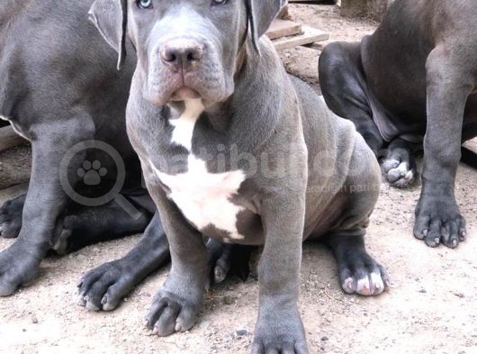 Amerikan Bully Xl 3.5 Aylık Big Zaza Kızı