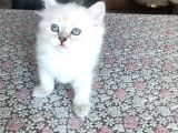 2 Aylık British Longhair Yavrularıma Ömürlük Yuva