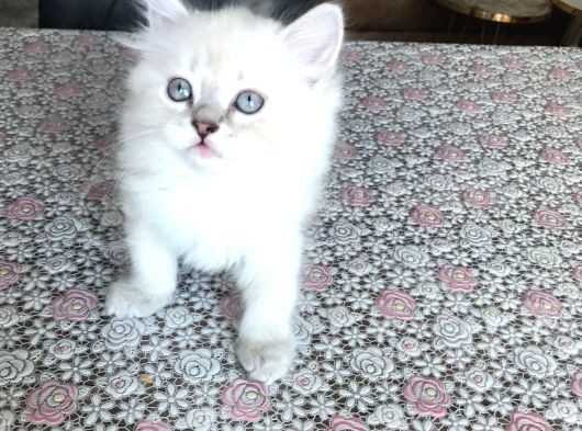 2 Aylık British Longhair Yavrularıma Ömürlük Yuva görsel