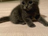 Scottish Fold Ve British Yavrularım Son 3