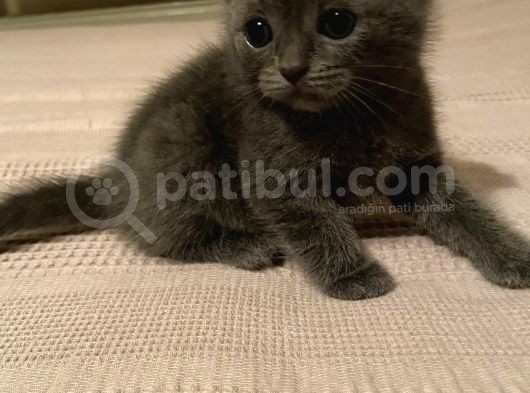 Scottish Fold Ve British Yavrularım Son 3 görsel