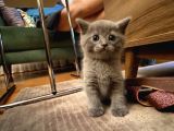 Scottish Fold Ve British Yavrularım Son 3