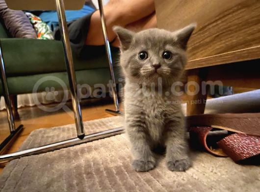 Scottish Fold Ve British Yavrularım Son 3 görsel