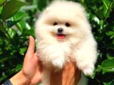 3 Aylık Pomeranian Boo