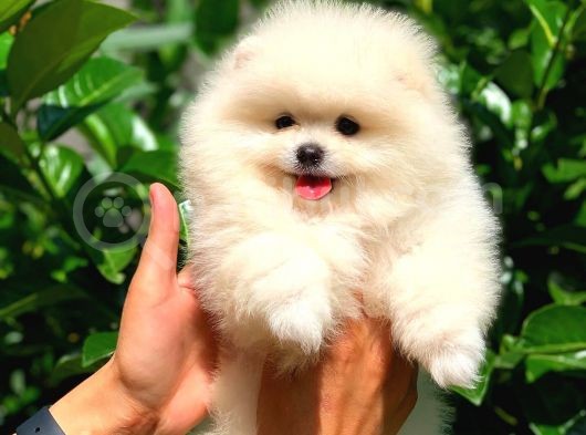 3 Aylık Pomeranian Boo görsel