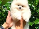 3 Aylık Pomeranian Boo