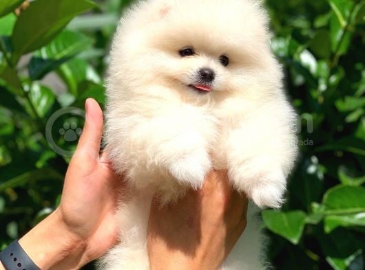 3 Aylık Pomeranian Boo görsel