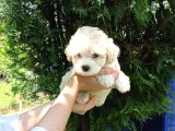 2 Aylık Maltipoo Bebekler