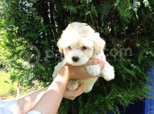 2 Aylık Maltipoo Bebekler görsel