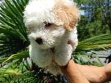2 Aylık Maltipoo Bebekler