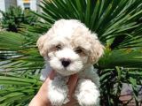 2 Aylık Maltipoo Bebekler