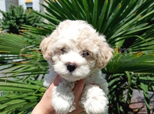 2 Aylık Maltipoo Bebekler görsel