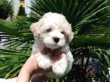 Orijinal Maltipoo Yavrumuz