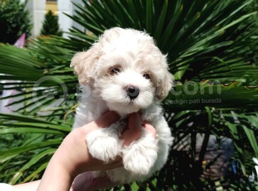 Orijinal Maltipoo Yavrumuz