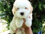 Orijinal Maltipoo Yavrumuz