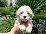 Orijinal Maltipoo Yavrumuz